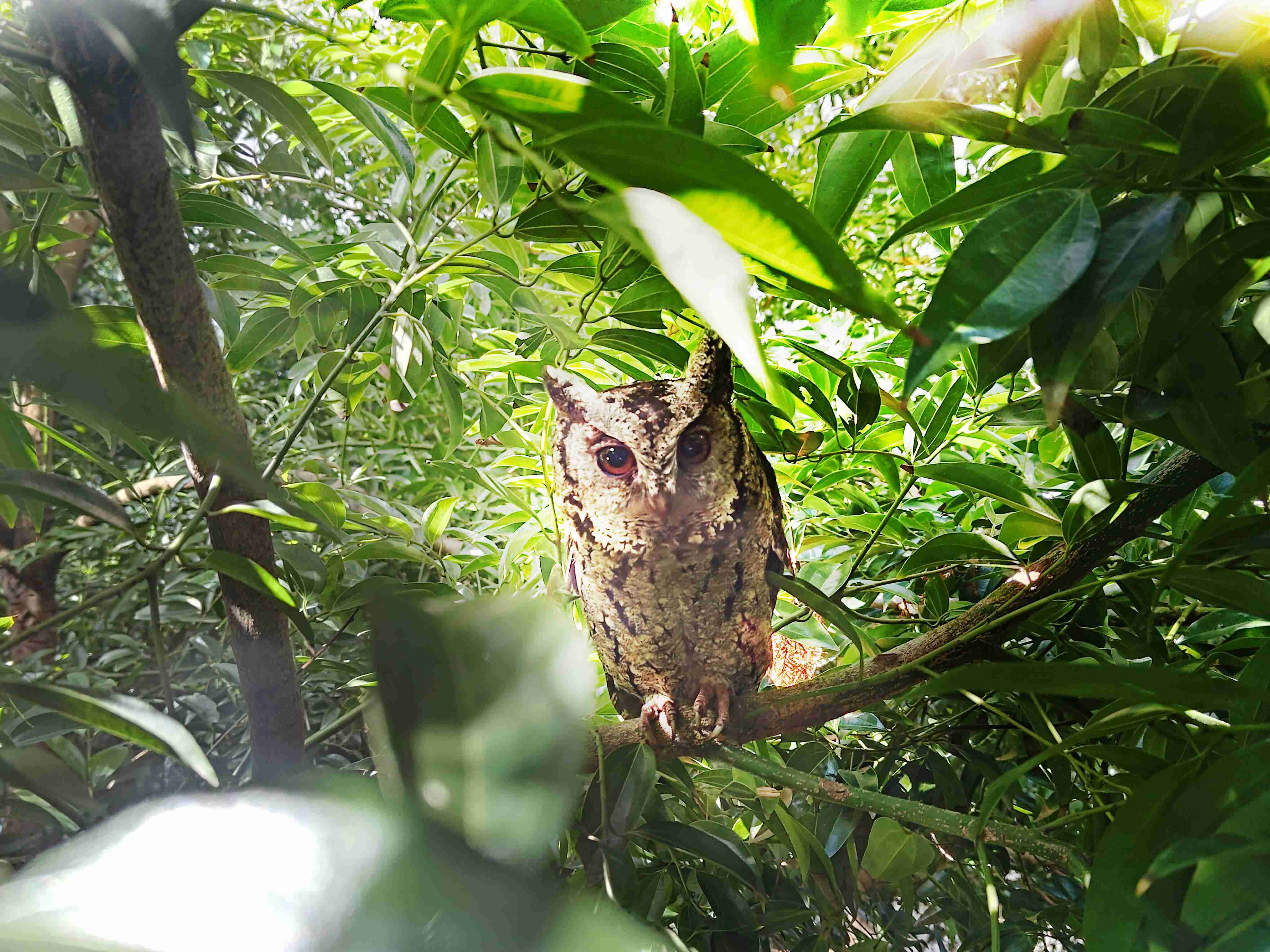 2468BET致力提倡净零绿生活，，，16年以来在全球各厂区植树逾百万棵，，，造就各厂区树木蔚然成林，，，犹如森林工厂，，，，成为许多生物的栖息地
